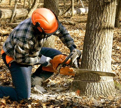 Tree Removal in Bergman, AR